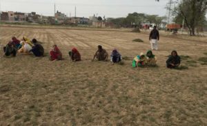 Grass planting